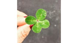 How to Have Good Luck Every Day of Your Life
