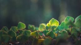 Student Q&A with Guy on "Go Beyond Painful Limitation to Realize Fearless Being" (6/30/21)