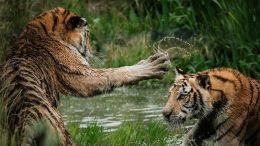 The More You Fight, the Less You Stand to "Win!"