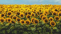 Student Talks on "See Through this False Belief and Learn to Welcome Every Moment of Life" (6/4/21)