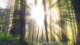Student Reports on the 'Remember the Sun' Exercise
