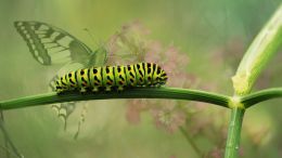 Stop Wiggling and Start Awakening