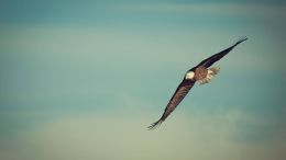 Let Your Heart Give Wings to Your Thoughts