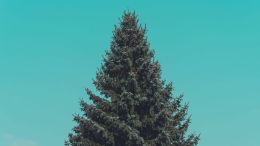 Student Reports on Talks in the Pines