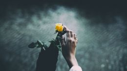 The Revelation of the Golden Rose