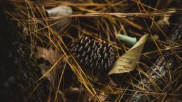 Student Reports on the Talks in the Pines Workshop