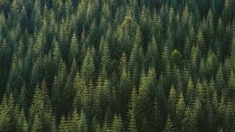 Student Reports on 'Talks in the Pines'