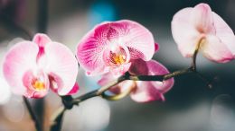 The Essential Laws of Uncommon Success