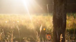 Exchange Your Desire for Tomorrow for the Light that Lives Today