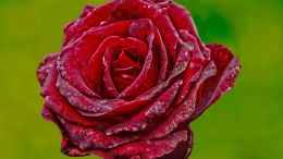 The Paper-Mache Rose