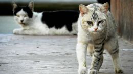 Stop Adopting Stray Thoughts that Make You Ache
