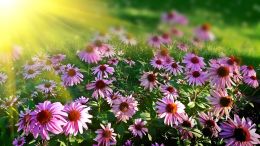Bearing the Light of Being