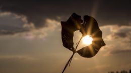 Awaken the Love of Light