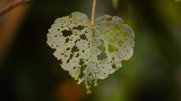 The Cultivation of Love