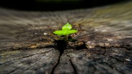 Spiritual Evolution: True or Not?