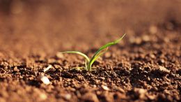 Everything Grows Right in the Light