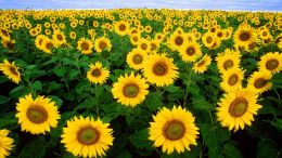 Complete the Pattern of Life and Fulfill Its Great Purpose