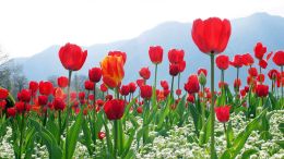Let Humility and Gratitude Lift You