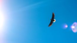 The Courage to Be Free