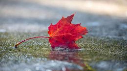 Coming to the End of Fear and the Birth of Peace