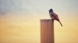 The Inner Path to the Perfection of Self