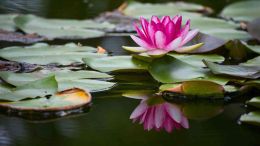 Realize the True Self Beyond Suffering