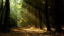 Let Life Show You Its Natural Goodness