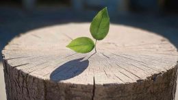 Discover the Secret Strength in Every Weakness