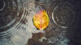 How Do I Live with No Mind in the Present Moment?