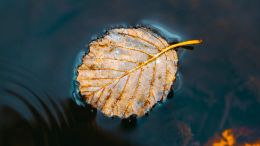 Online Study Group Meeting for Monday (4/10/2023)