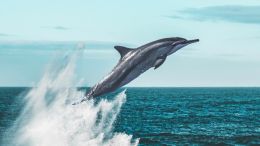 Make this Unimaginable Leap into a Life Beyond Fear