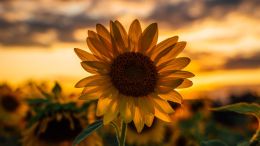 Allow the Moment to Bring You into a Peace that Passes All Understanding