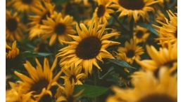 Online Study Group Meeting for Monday (11/16/2020)
