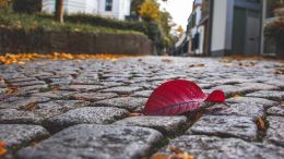 Student Q&A with Guy on "The Karma-Free Path to Being Perfectly Complete" (4/21/21)