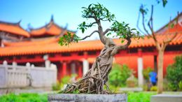 Student Q&A with Guy on "Go Beyond Painful Limitation to Realize Fearless Being" (6/30/21)