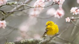 Open Yourself to the Transformative Power of Spring