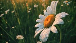 How to Start Your Whole Life Over Each Day and in Every Way