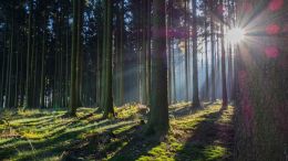 This False Conclusion Ensures There Can Be No End to Our Conflict with Life