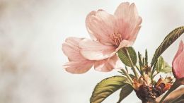 Ask Divine Love to Give You a Fearless Heart