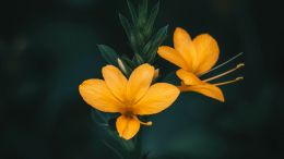 Online Study Group Meeting for Monday (6/27/2022)