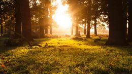 The 7 Elements of Enlightenment