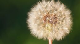 Lingering Pain and Trauma