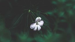 Student Q&A with Guy on "Go Beyond Painful Limitation to Realize Fearless Being" (6/30/21)