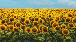 Watch How Fear Fades as Your Patience Grows