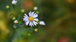 Student Q&A with Guy on "Go Beyond Painful Limitation to Realize Fearless Being" (6/30/21)