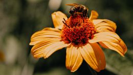 Student Q&A with Guy on "Go Beyond Painful Limitation to Realize Fearless Being" (6/30/21)