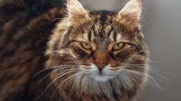 Why Do I Get So Angry With People?