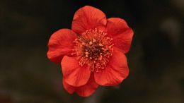 Student Q&A with Guy on "Go Beyond Painful Limitation to Realize Fearless Being" (6/30/21)