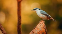 Online Study Group Meeting for Monday (10/31/2022)