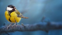 Student Q&A with Guy on "Go Beyond Painful Limitation to Realize Fearless Being" (6/30/21)